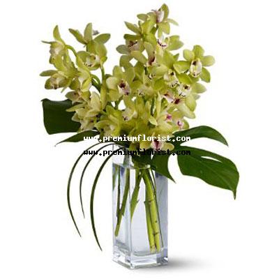 Orquídeas Cymbidium en Panama, Panama | Florerias Panama | Flores Para  Panama